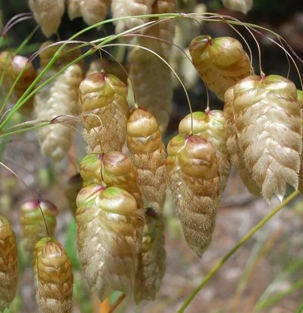 Briza maxima - Grama Chocalho, Grama Abelhinha, Grama Pérola, Quaker Grass - Image 7