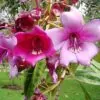 Meriania nobilis - Manacá Colombiano, Meriania, Amarrabollo, Amaraboyo