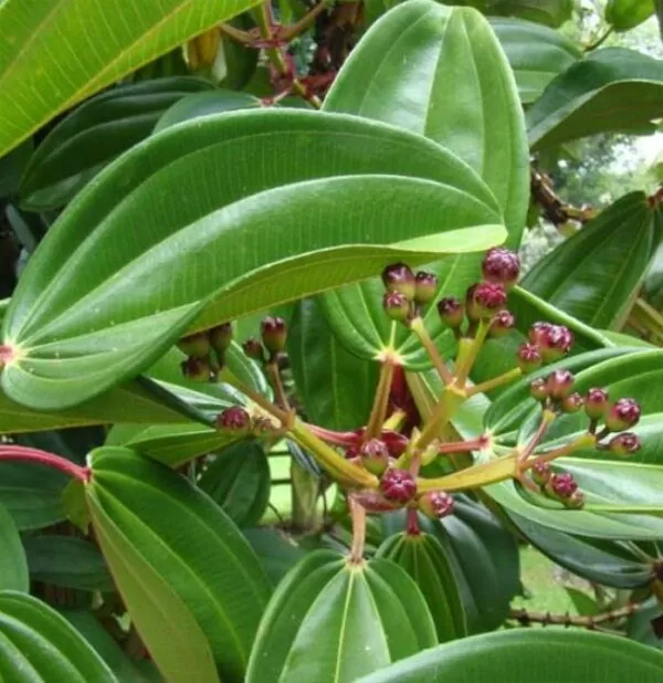 Meriania nobilis - Manacá Colombiano, Meriania, Amarrabollo, Amaraboyo - Image 9