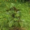 Meriania nobilis - Manacá Colombiano, Meriania, Amarrabollo, Amaraboyo - Image 10