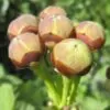 Merremia umbellata (Convolvulus umbellatus, Ipomoea polyanthes) - Rosa de Madeira Amarela, Ipomoea Amarela - Image 2