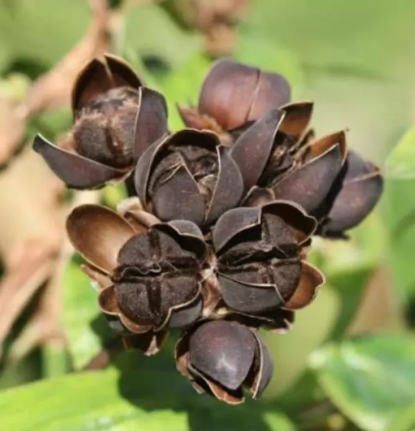 Merremia umbellata (Convolvulus umbellatus, Ipomoea polyanthes) - Rosa de Madeira Amarela, Ipomoea Amarela - Image 3