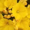 Merremia umbellata (Convolvulus umbellatus, Ipomoea polyanthes) - Rosa de Madeira Amarela, Ipomoea Amarela
