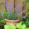 Nepeta cataria - Bálsamo do Campo, Erva dos Gatos, Catnip, Catmint - Image 3