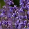 Nepeta cataria - Bálsamo do Campo, Erva dos Gatos, Catnip, Catmint - Image 4
