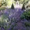 Nepeta cataria - Bálsamo do Campo, Erva dos Gatos, Catnip, Catmint - Image 5