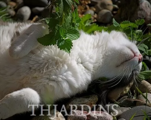 Nepeta cataria - Bálsamo do Campo, Erva dos Gatos, Catnip, Catmint - Image 6