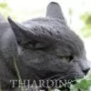 Nepeta cataria - Bálsamo do Campo, Erva dos Gatos, Catnip, Catmint - Image 7