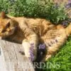 Nepeta cataria - Bálsamo do Campo, Erva dos Gatos, Catnip, Catmint - Image 8