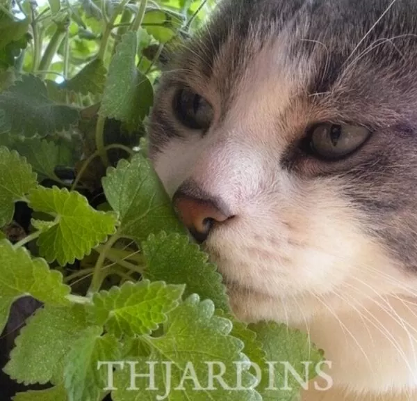 Nepeta cataria - Bálsamo do Campo, Erva dos Gatos, Catnip, Catmint - Image 9