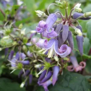 Clematis heracleifolia (Clematis davidiana) - Clematis Floração Jacinto, Clematis Flor de Jacinto, Clematis Arbustiva
