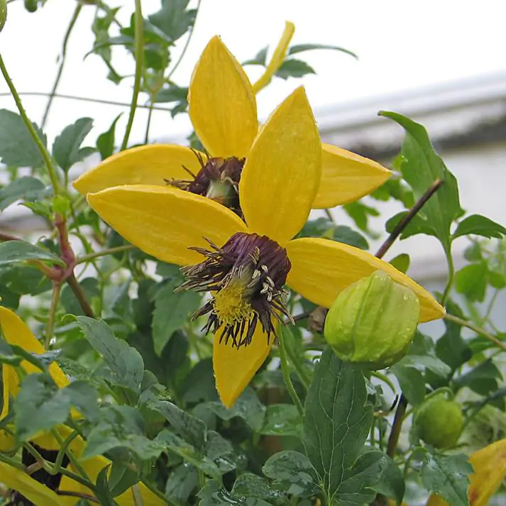 Clematis tangutica - Trepadeira Clematis Dourada, Clematis Sino Dourado, Clematis Tiara de Ouro