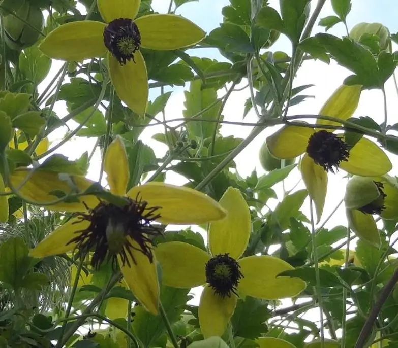 Clematis tangutica - Trepadeira Clematis Dourada, Clematis Sino Dourado, Clematis Tiara de Ouro - Imagem 8