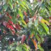 Elaeocarpus ganitrus - Azeitona Azul, Rudraksha, Contas de Mirtilo - Image 3