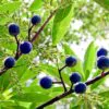 Elaeocarpus ganitrus - Azeitona Azul, Rudraksha, Contas de Mirtilo - Image 4