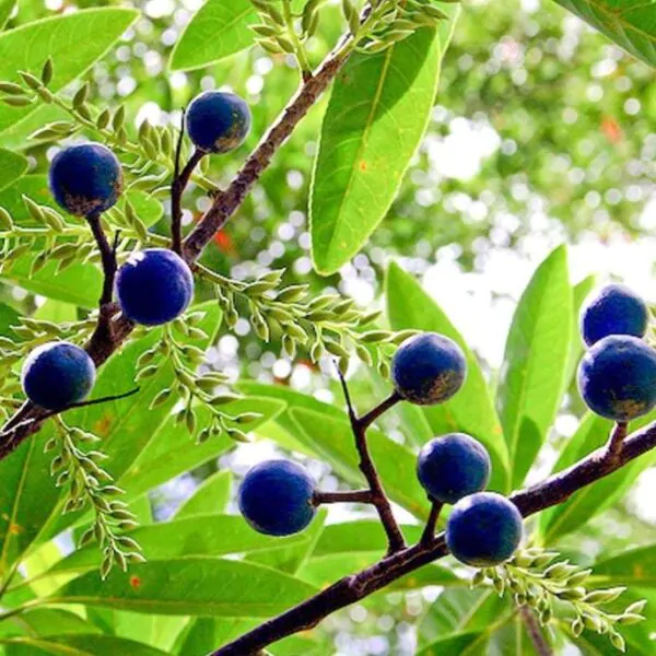 Elaeocarpus ganitrus - Azeitona Azul, Rudraksha, Contas de Mirtilo - Image 4