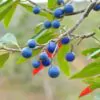 Elaeocarpus ganitrus - Azeitona Azul, Rudraksha, Contas de Mirtilo - Image 5