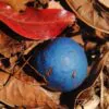 Elaeocarpus ganitrus - Azeitona Azul, Rudraksha, Contas de Mirtilo - Image 6