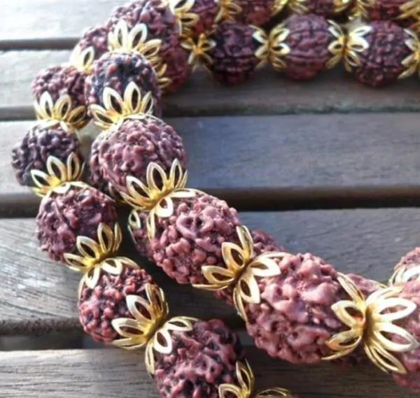 Elaeocarpus ganitrus - Azeitona Azul, Rudraksha, Contas de Mirtilo - Image 7