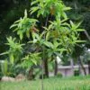 Elaeocarpus ganitrus - Azeitona Azul, Rudraksha, Contas de Mirtilo - Image 9