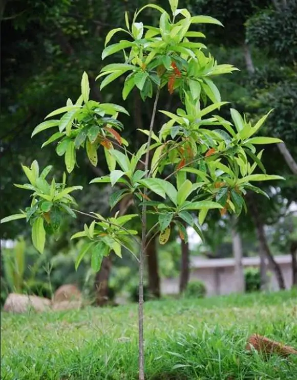 Elaeocarpus ganitrus - Azeitona Azul, Rudraksha, Contas de Mirtilo - Image 9