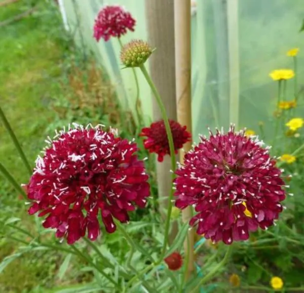Scabiosa atropurpurea 'Florist Fire King' - Doce Escabiosa, Escabiosa dos Jardins, Flor da Saudade - Imagem 2