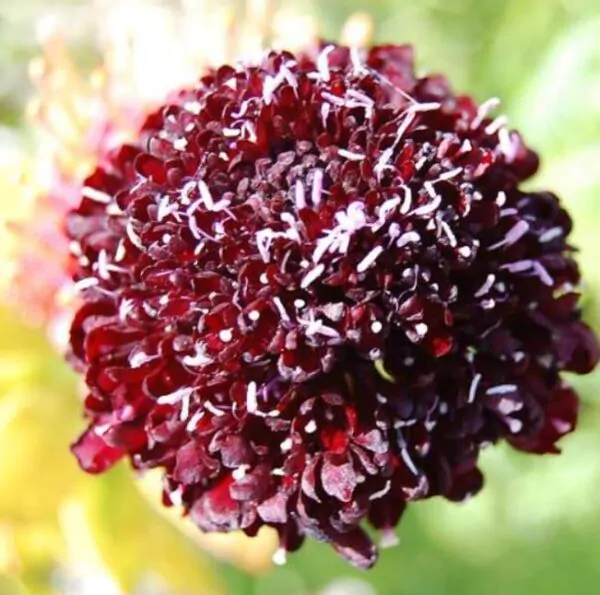 Scabiosa atropurpurea 'Florist Fire King' - Doce Escabiosa, Escabiosa dos Jardins, Flor da Saudade - Imagem 3
