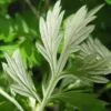 Artemisia vulgaris - Erva de São João, Artemísia Verdadeira, Erva dos Viajantes, Mato dos Sonhos, Mug - Image 2