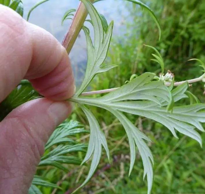 Artemisia vulgaris - Erva de São João, Artemísia Verdadeira, Erva dos Viajantes, Mato dos Sonhos, Mug - Imagem 4