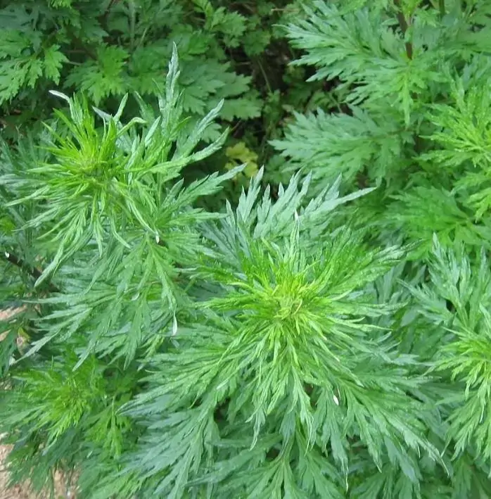 Artemisia vulgaris - Erva de São João, Artemísia Verdadeira, Erva dos Viajantes, Mato dos Sonhos, Mug - Imagem 9