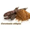 Ceratonia Siliqua - Alfarrobeira - Image 6