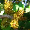 Ceratonia Siliqua - Alfarrobeira - Image 7