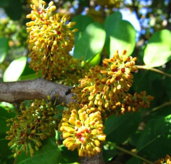 Ceratonia Siliqua - Alfarrobeira - Image 7