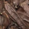 Ceratonia Siliqua - Alfarrobeira - Image 8