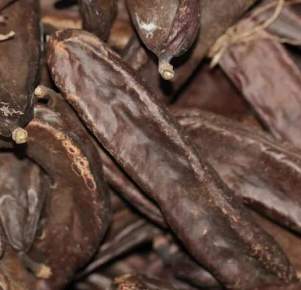 Ceratonia Siliqua - Alfarrobeira - Image 8