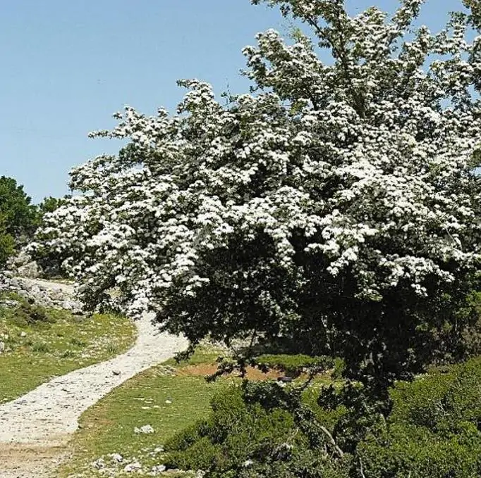 Crataegus azarolus - Planta do Coração, Espinheiro do Mediterrâneo, Azarole, Hawthorn Berry - Imagem 2