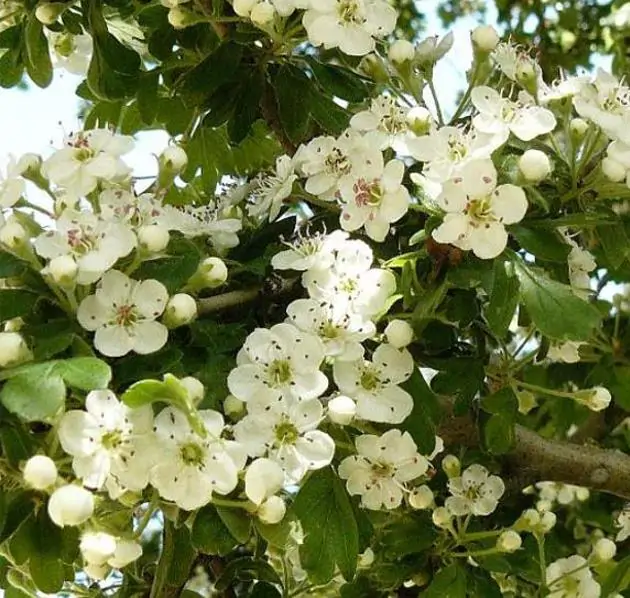 Crataegus azarolus - Planta do Coração, Espinheiro do Mediterrâneo, Azarole, Hawthorn Berry - Imagem 3