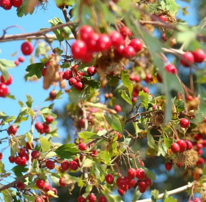 Crataegus azarolus - Planta do Coração, Espinheiro do Mediterrâneo, Azarole, Hawthorn Berry - Imagem 4
