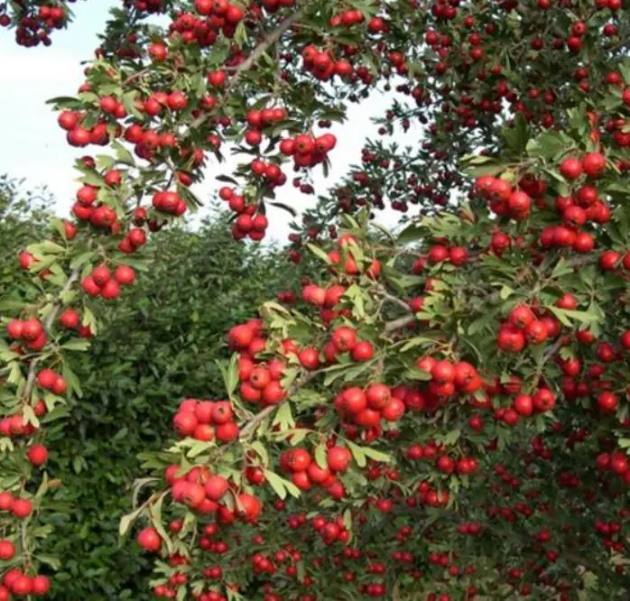 Crataegus azarolus - Planta do Coração, Espinheiro do Mediterrâneo, Azarole, Hawthorn Berry - Imagem 6