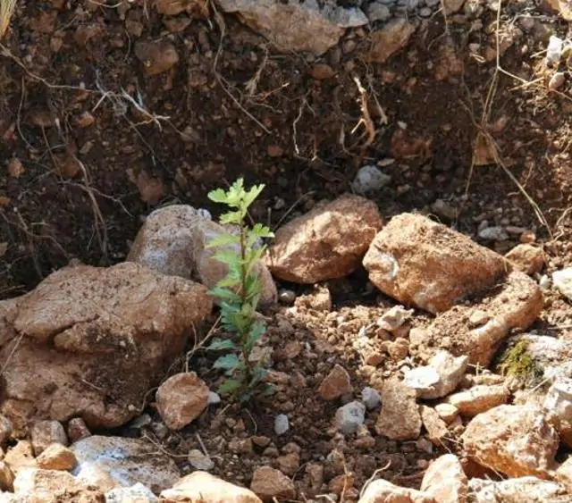 Crataegus azarolus - Planta do Coração, Espinheiro do Mediterrâneo, Azarole, Hawthorn Berry - Imagem 7