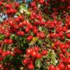 Crataegus laevigata (Crataegus oxycantha) - Planta do Coração, Hawthorn Berry - Espinheiro Alvar