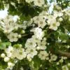 Crataegus laevigata (Crataegus oxycantha) - Planta do Coração, Hawthorn Berry - Espinheiro Alvar - Image 3