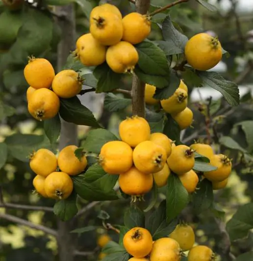 Crataegus mexicana - Planta do coração, tejocote, mini-maça mexicana - Imagem 2