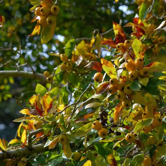 Crataegus mexicana - Planta do coração, tejocote, mini-maça mexicana - Imagem 3