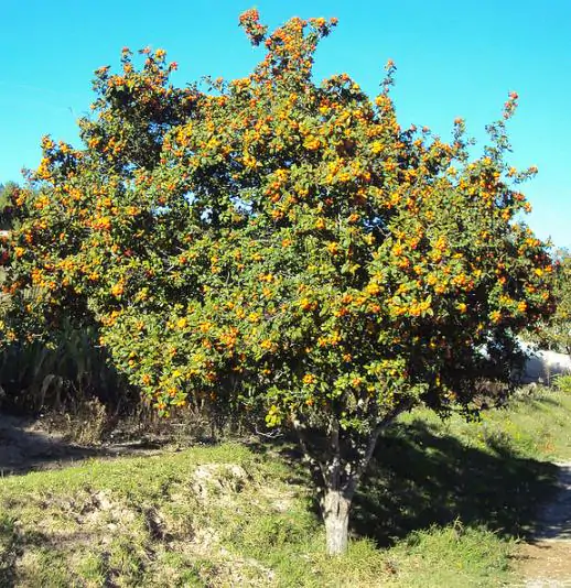Crataegus mexicana - Planta do coração, tejocote, mini-maça mexicana - Imagem 5