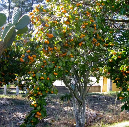 Crataegus mexicana - Planta do coração, tejocote, mini-maça mexicana - Imagem 6