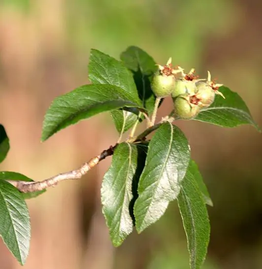 Crataegus mexicana - Planta do coração, tejocote, mini-maça mexicana - Imagem 10