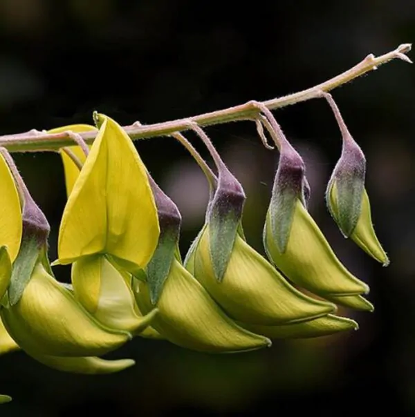 Crotalaria agatiflora -  Arbusto Canário, Arbusto Beija Flor, Flor Pássaro, Birdflower - Imagem 6