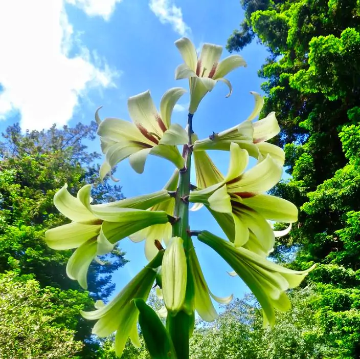 Cardiocrinum giganteum - Lírio Gigante do Himalaia, Lírio Gigante, Cardiocrino Gigante - Imagem 2
