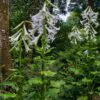 Cardiocrinum giganteum - Lírio Gigante do Himalaia, Lírio Gigante, Cardiocrino Gigante - Image 3